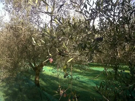 Ev, 2 Yatak Odası, Şömine