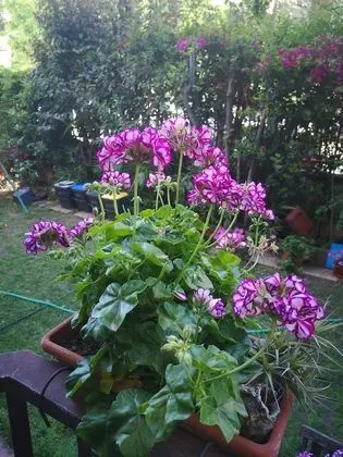 Superior Tek Büyük veya İki Ayrı Yataklı Oda, 1 Büyük (Queen) Boy Yatak, Özel Banyo (Scrittore)