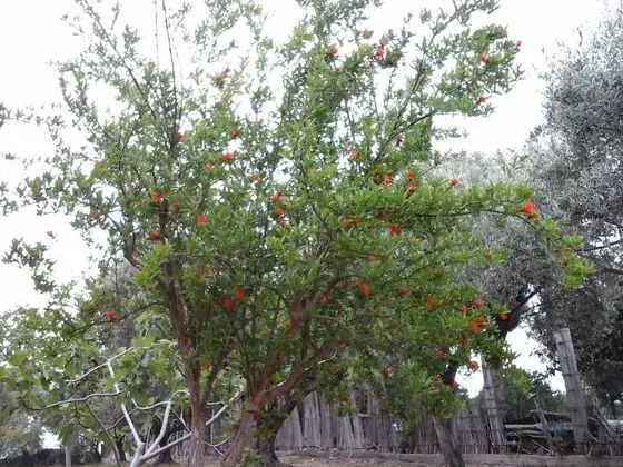 Ev, 1 Yatak Odası, Sigara İçilebilir, Buzdolabı