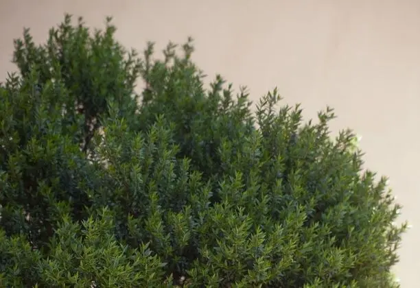 Apart Daire, 1 Yatak Odası, Teras (La Luna)