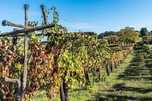 Apart Daire, 1 Yatak Odası (Trullo Pesco)
