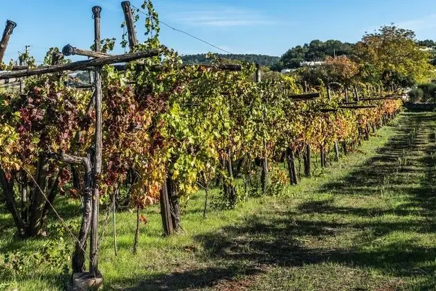 Classic Apart Daire, 1 Yatak Odası (Trullo Ciliegio)