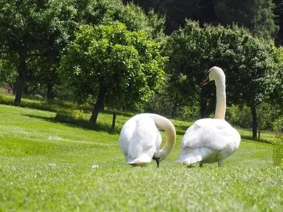 Apart Daire, 1 Büyük (Queen) Boy Yatak ve Çekyat