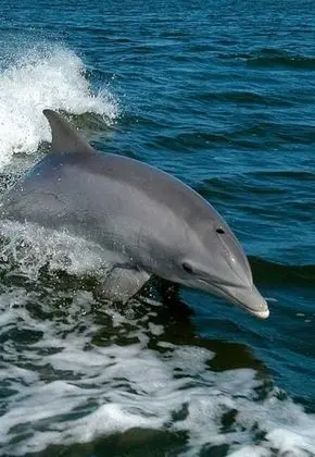 Ev, Birden Çok Yatak