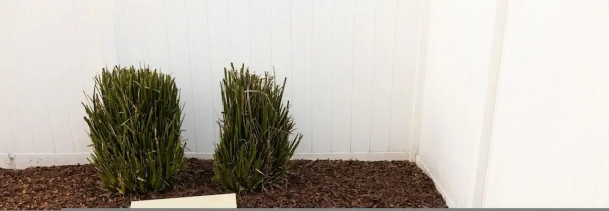 Ev