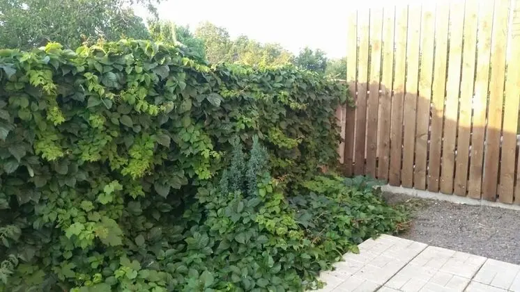 Apart Daire, Birden Çok Yatak