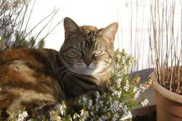 Kır Evi, 2 Büyük (Queen) Boy Yatak