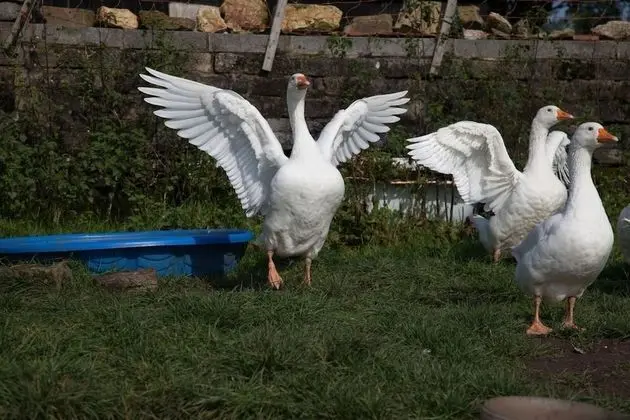 Kır Evi, 2 Büyük (Queen) Boy Yatak