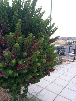 Ev, Birden Çok Yatak