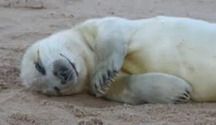 Ev, Birden Çok Yatak