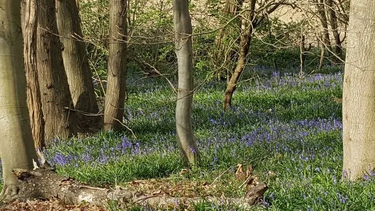 Ev, Birden Çok Yatak