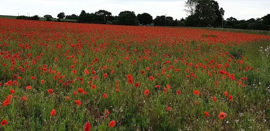 Ev, Birden Çok Yatak