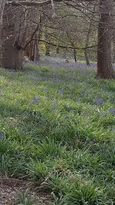 Ev, Birden Çok Yatak