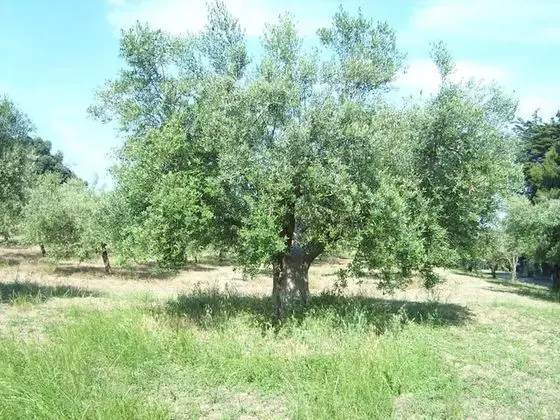 Ev, 1 Yatak Odası, Sigara İçilebilir, Teras