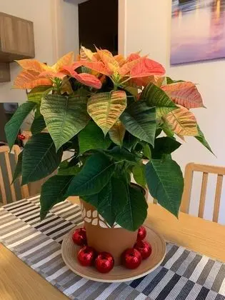 Ev, 2 Yatak Odası, Balkon