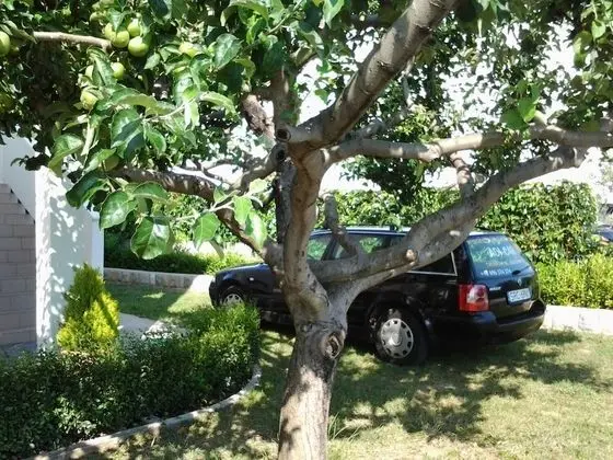 Apart Daire (Ivan - with garden - A1 Plavi (4))