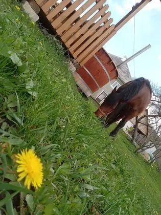 Ev, 2 Yatak Odası, Veranda