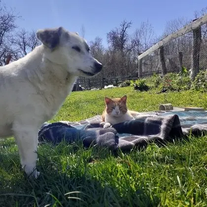 Ev, 2 Yatak Odası, Veranda