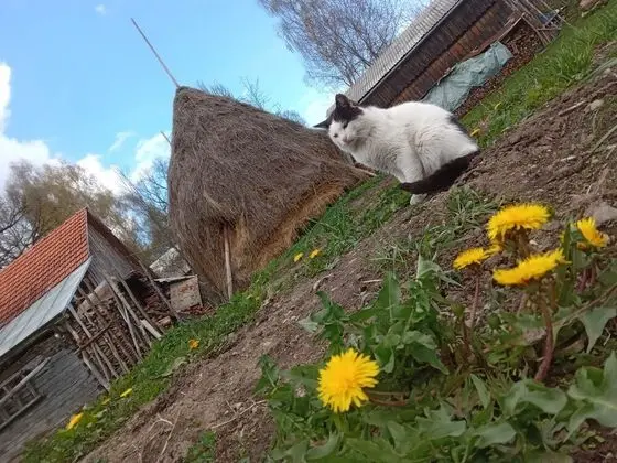 Ev, 2 Yatak Odası, Veranda