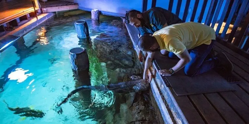 Grand Shark Suite (Shark and Hyena Feeding experience) (Check in by 2:30pm)
