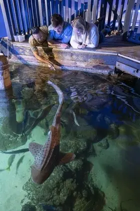 Grand Shark Suite (Shark and Hyena Feeding experience) (Check in by 2:30pm)