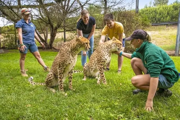 Luxury Room Wild Encounter 2 (Meet a Cheetah experience for 2) (check in by 2:30pm)