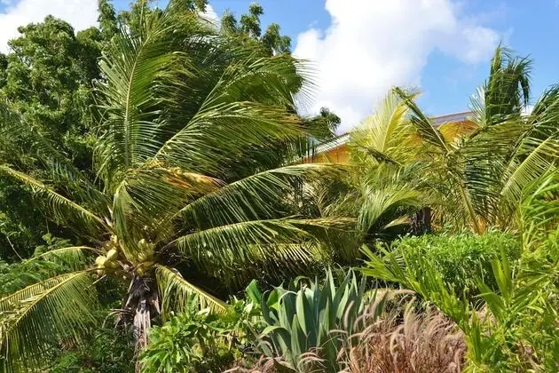 Iguana View Studio