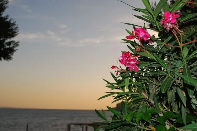 Tek Büyük veya İki Ayrı Yataklı Oda, Balkon, Deniz Manzaralı