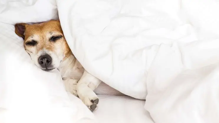 Oda, 2 Büyük (Queen) Boy Yatak, Sigara İçilmez, Buzdolabı ve Mikrodalga (Pet Friendly)