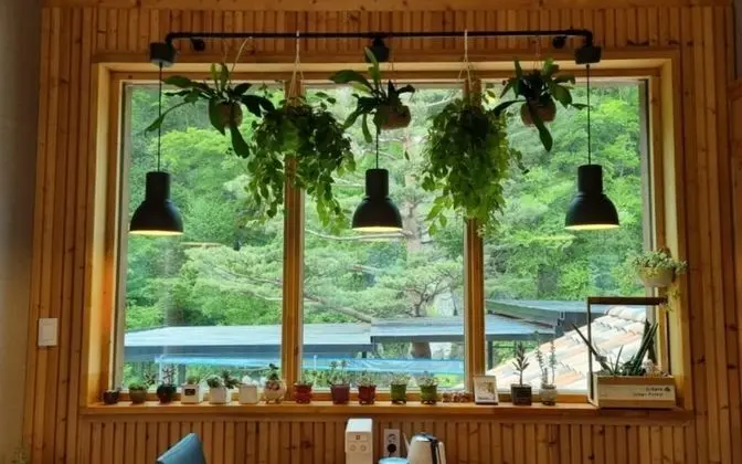 Oda (Pine breeze (Duplex))