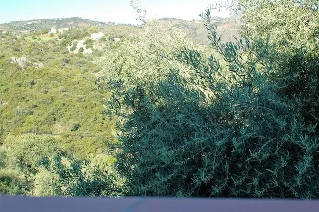 Standard Oda (Maitreya)