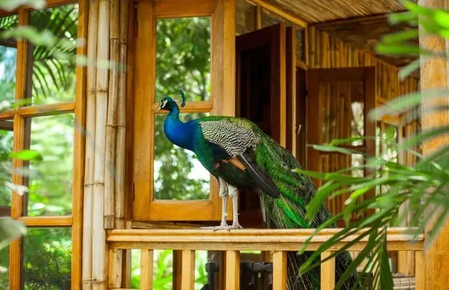 Standard Bungalov, 1 Büyük (Queen) Boy Yatak, Bahçeli