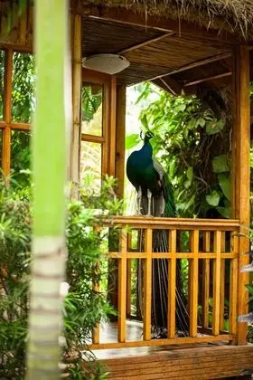 Standard Bungalov, 1 Büyük (Queen) Boy Yatak, Bahçeli