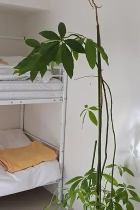 Ortak Ranzalı Oda, Sadece kadınlar için (for 2 People)