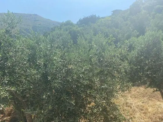 Ekonomik Üç Kişilik Oda, Deniz ve Bahçe Manzaralı, Giriş Katı