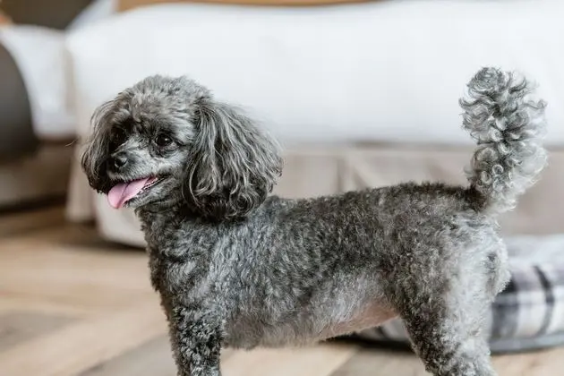 İki Ayrı Yataklı Oda, Sigara İçilmez (Pet Allowed, With Sofa Bed)