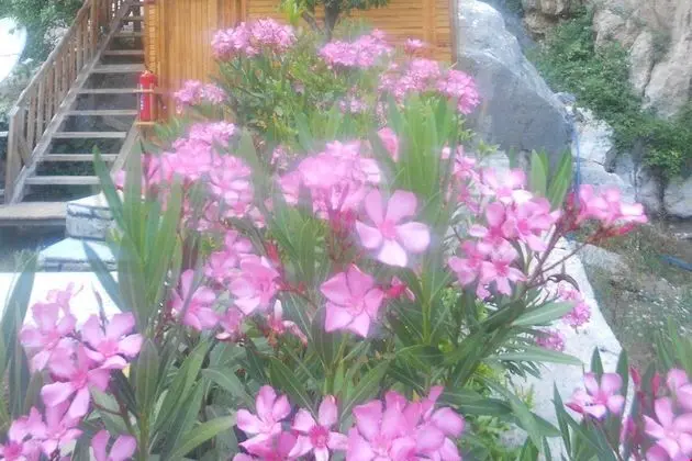 Bungalov