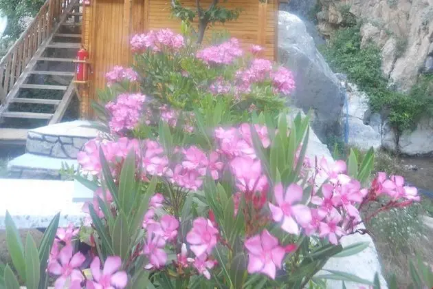 Bungalov