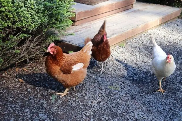 Kır Evi (Silver Princess - Karma Kinglake)