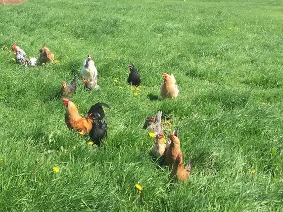 Standard Üç Kişilik Oda, 3 Tek Kişilik Yatak, Dağ Manzaralı