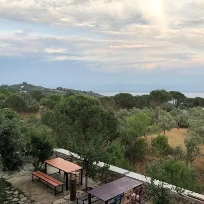 Papatya Oda