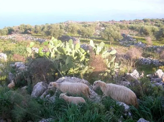 Villa, Birden Çok Yatak