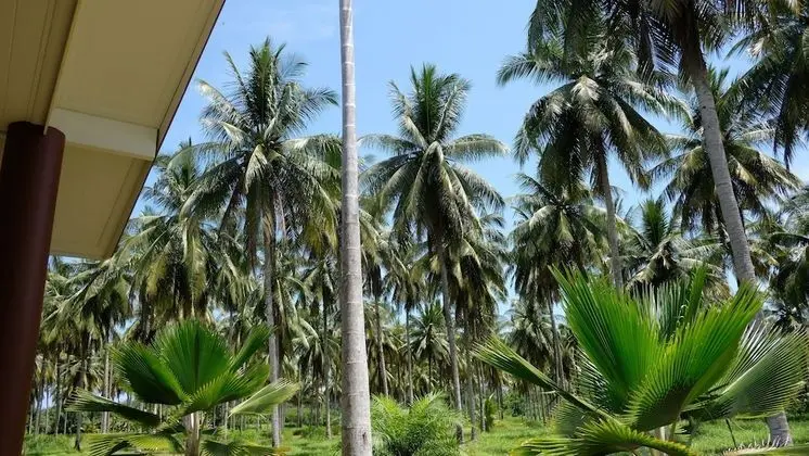 Standard Bungalov