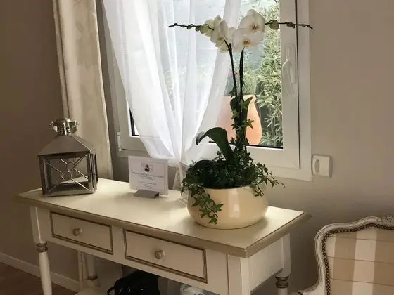 Panoramic Süit (Orchidee)