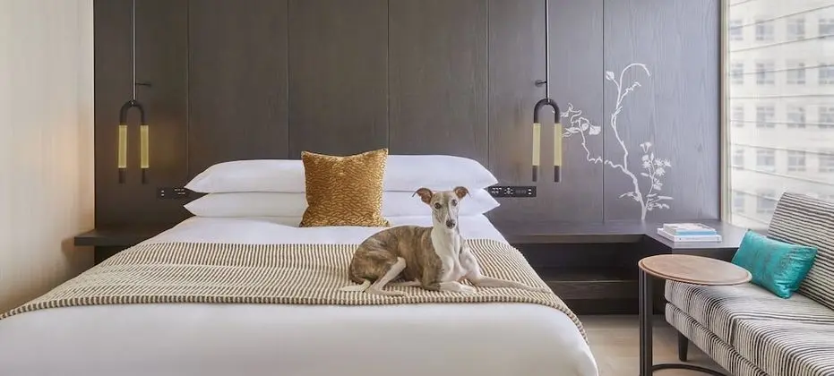 Premium Oda, 1 En Büyük (King) Boy Yatak (Pet Friendly)