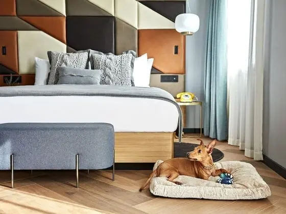 Süit, 1 En Büyük (King) Boy Yatak (de Vivi)