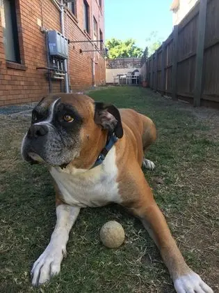 Standard Oda (Pet Friendly Room)