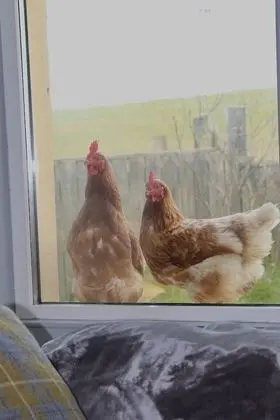 Apart Daire, 1 Büyük (Queen) Boy Yatak