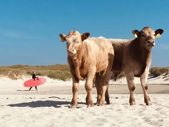 Kulübe, 1 Büyük (Queen) Boy Yatak