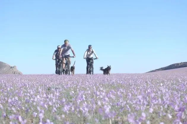 Basic Çadır (Desert Horse Campsite)